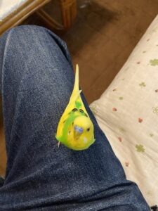 インコとジーパン